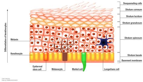Modelling the Complexity of Human Skin In Vitro