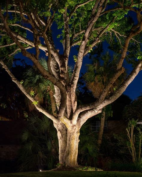 Landscape Lighting In Trees at Carol Walsh blog