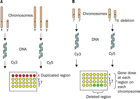 Chromosome Microarray 的图像结果