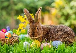 Image result for Easter Bunny Cartoon Coloring Pages
