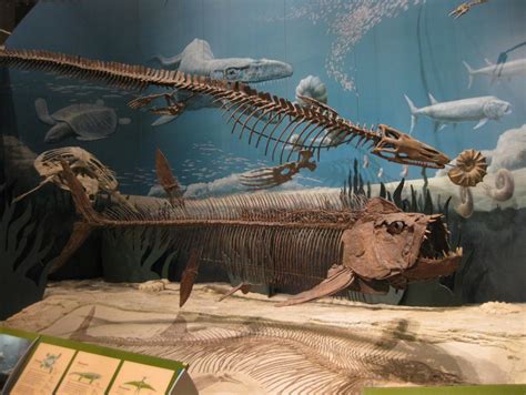 Mosasaurus | Encyclopedia MDPI