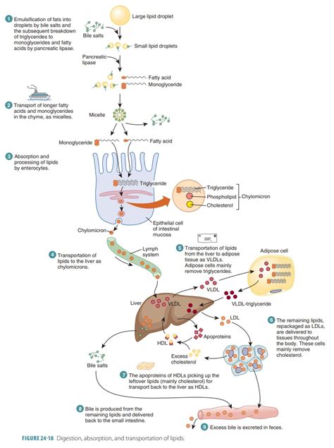 Image result for How Does Digested Food Get into Blood Absorption