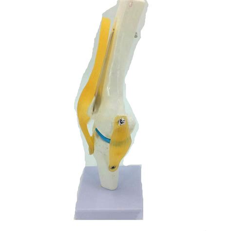 Buy Knee Joint Model Anatomical Medical Simulation Model Knee Joint ...