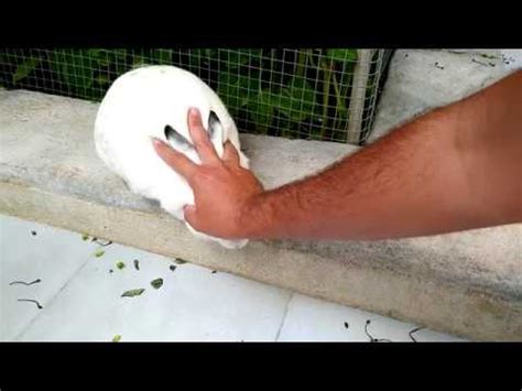 Massage Using Rabbit Fur 的图像结果