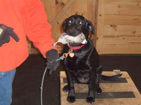 Image result for Retriever Force Fetch Steps