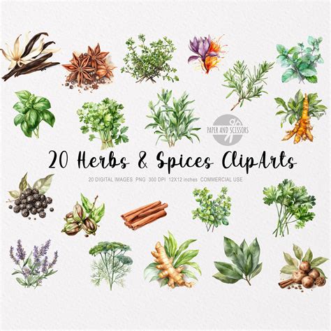 Herbs And Spices Clipart