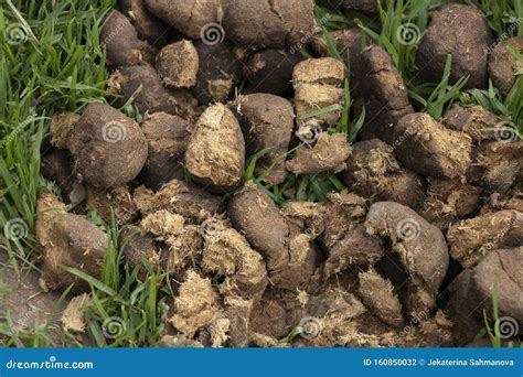 Pile Of Excrement Covered By White Butterflies Royalty-Free Stock Image ...