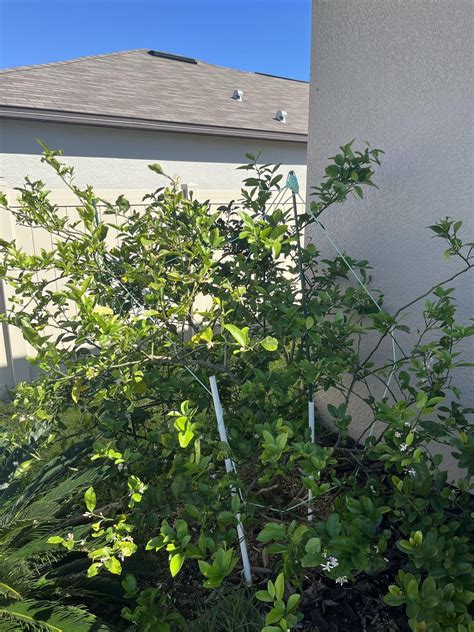 Image result for Lemon Tree Pruning