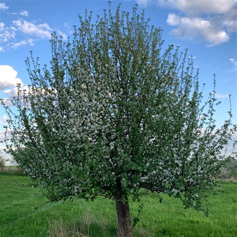 Wolf River Apple &mdash; Roots to Fruits Nursery