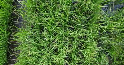 Paddy Rice Imagery - Dataset Ninja