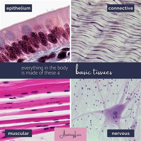 Basic Tissues 的图像结果