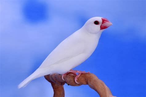 Image result for Elever Des Padda De Java