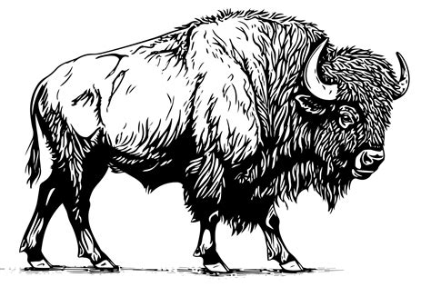 Hand drawn buffalo. Vector illustration of bull ink sketch engraving ...