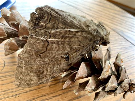 Bug o’the Week – Black Witch Moth – Riveredge Nature Center