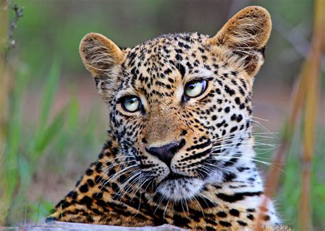 The world’s 7 big cats and where to see them in the wild