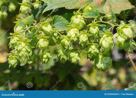Common Hop Humulus Lupulus Flowers Stock Image - Image of nature, color ...