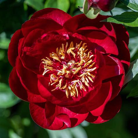 Peony Bulbs - Buckeye Belle | Flower Bulbs | Eden Brothers