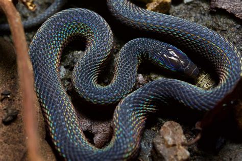 Unraveling the Mysteries of the Japanese Odd-Scaled Snake (Achalinus ...