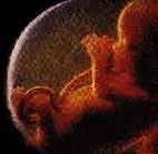 Embriyo nedir, gelişimi ile ilgili bilgi verir misiniz?