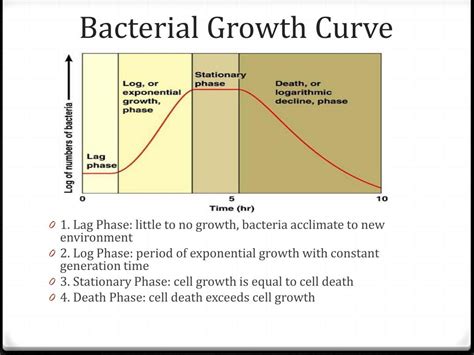 Image result for Exponential Phase Graph
