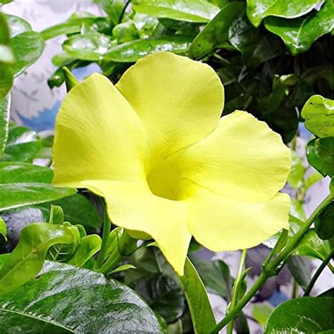 Yellow Mandevilla Sanderi Seeds Perennial Annual Evergreen Ornamental ...