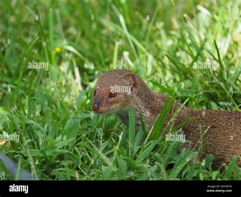 Mongoose Animal In Hawaii