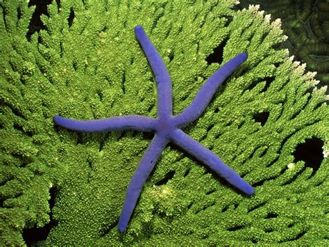 blue, Animals, Starfish, Sealife Wallpapers HD / Desktop and Mobile ...