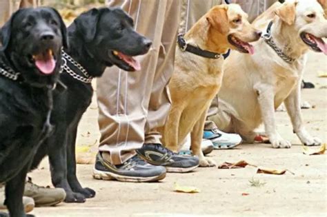 Robot Dogs With X-Ray Vision Will Guard India's Airports Soon, Sniff ...