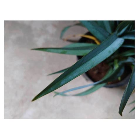 Dianella revoluta 'Blue Stream' | Seeding