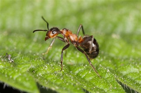 Galerie » Blanokřídlí (Hymenoptera)