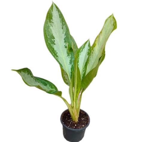 Aglaonema (silver bay) plant : Amazon.in: Garden & Outdoors