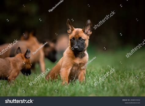 Belgian Shepherd Puppy