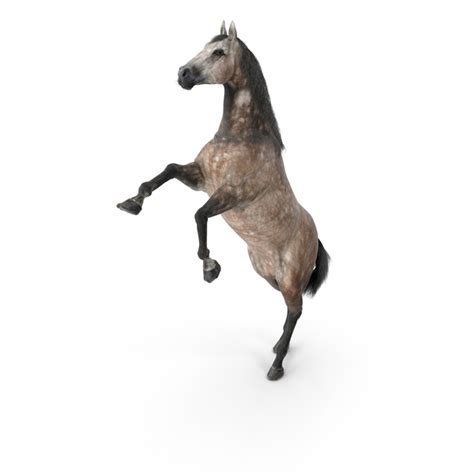 Horse Pussy R34 Porn PNG Images & PSDs for Download | PixelSquid