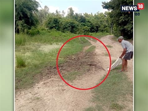 PHOTOS: यूपी के पीलीभीत में अचानक दिखा 'बाहुबली' अजगर, देखते ही लोग ...