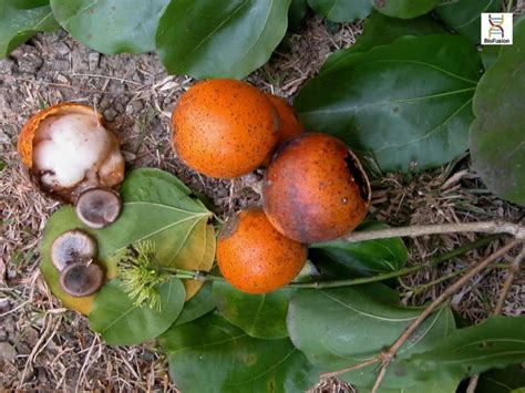 BIORESOURCES OF ASSAM CLASS 12 BIOLOGY.pptx