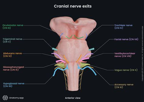 Cranial nerves (overview) | Anatomy.app