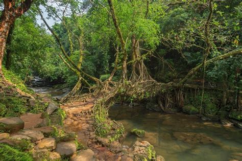 Umkar Root Bridge: 5 Things to Do, Best Time, How to Reach