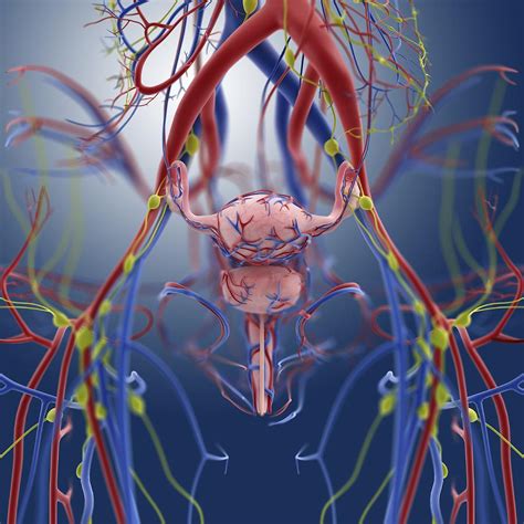 Image result for Female Reproductive System System