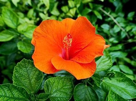 Matri Bhumi Orange Hibiscus Flower,Orange Jaba Flower Rosemallow Gudhal ...
