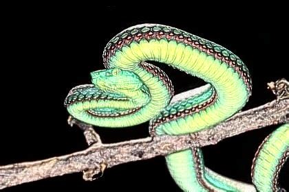 梦见蛇缠身是什么预兆-梦见蛇缠身但没咬人-梦见蛇是什么预兆打死蛇 - 见闻坊