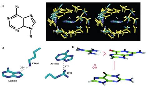Structural Biology for the Molecular Insight between Aptamers and ...