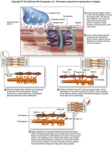 Steps of Muscle Contraction 的图像结果