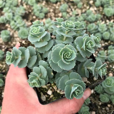 Sedum Succulent Varieties