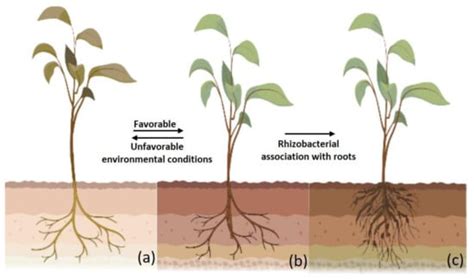 Plant Growth Promoting Rhizobacteria in Plant Health: A Perspective ...