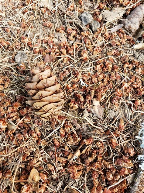 Image result for Pollen Coming Off Tree