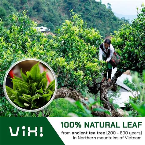 VIXI Oolong Tea Bags, 150 Counts, Vietnam's Mountain Nepal | Ubuy