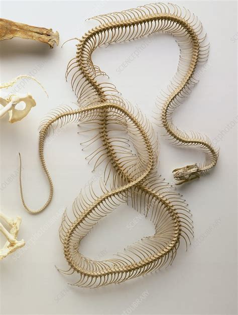 Image result for Python Skeleton