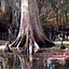 Image result for cypress