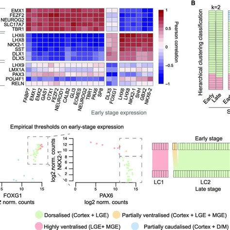 Image result for Cell Stage Gene Expression