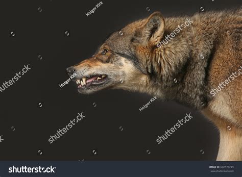 Wolf Head Side Profile Growling